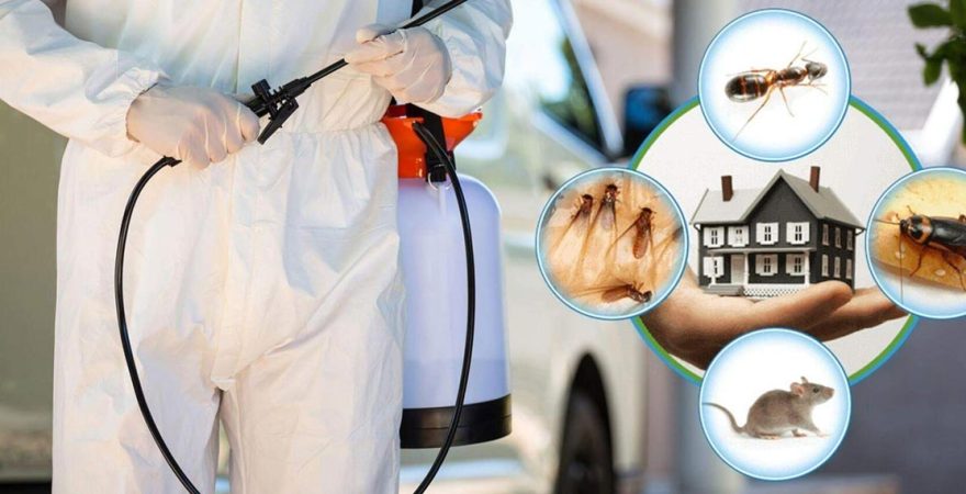 Reisdere Böcek İlaçlama